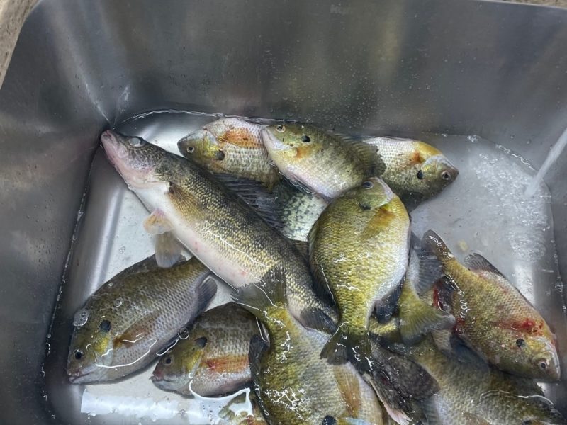 Blue Diamond Ice Shack