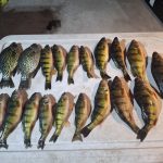 Perch Haven SkidHouse