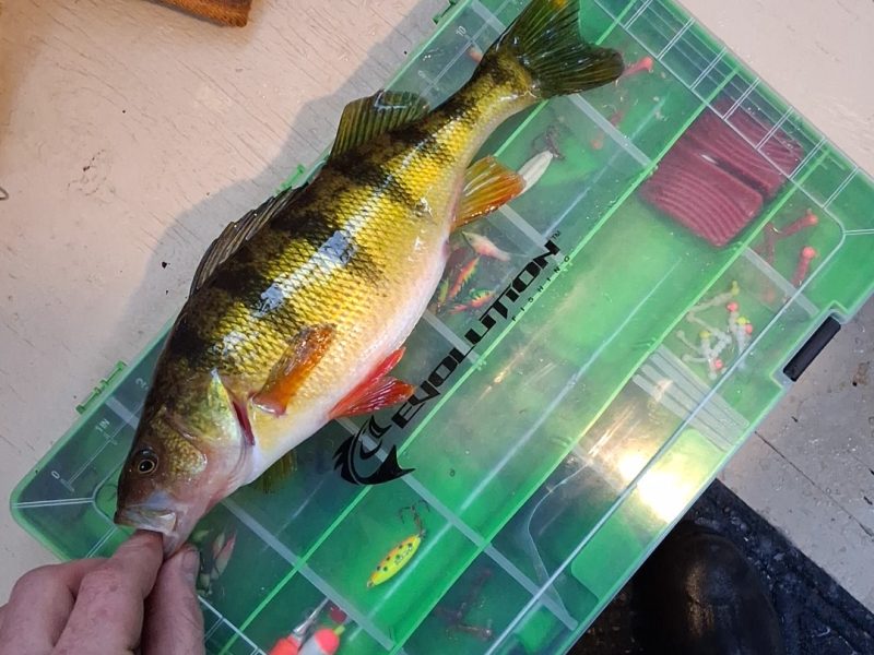 Kotula's Secret Spot on Shawano Lake 🎣