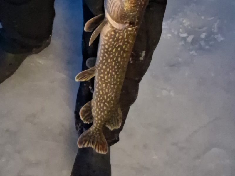 Kotula's Secret Spot on Shawano Lake 🎣