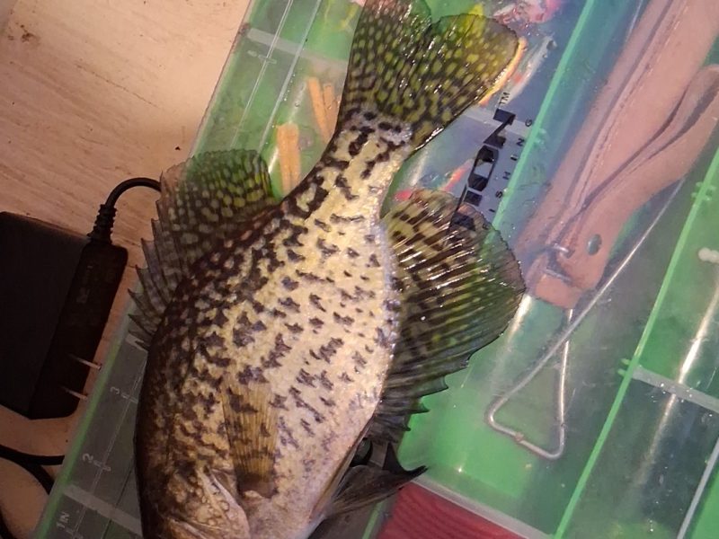 Kotula's Secret Spot on Shawano Lake 🎣