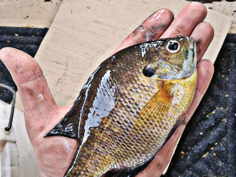 Kotula's Secret Spot on Shawano Lake 🎣